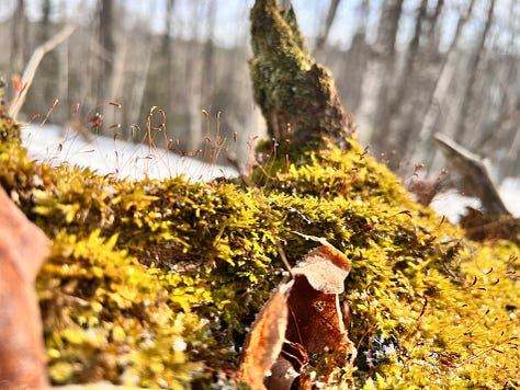 A log covered in moss in a snowy forest with a dog standing in the background