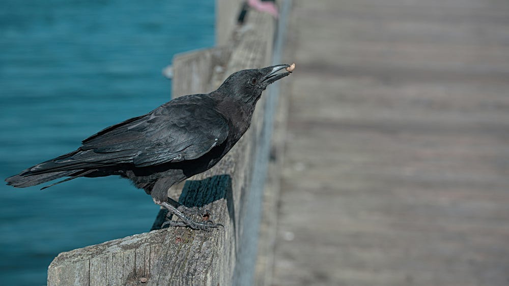A crow with a morsel in its upraised beak stands on a wooden fence