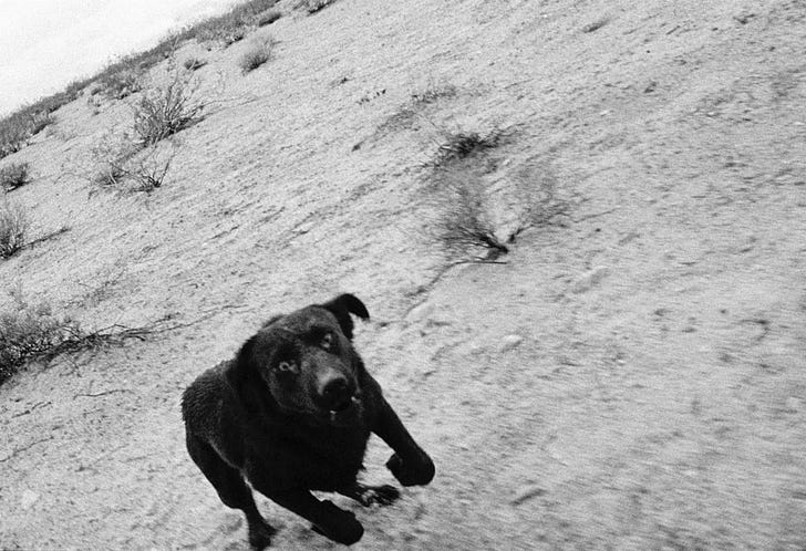 Dogs Chasing My Car in the Desert