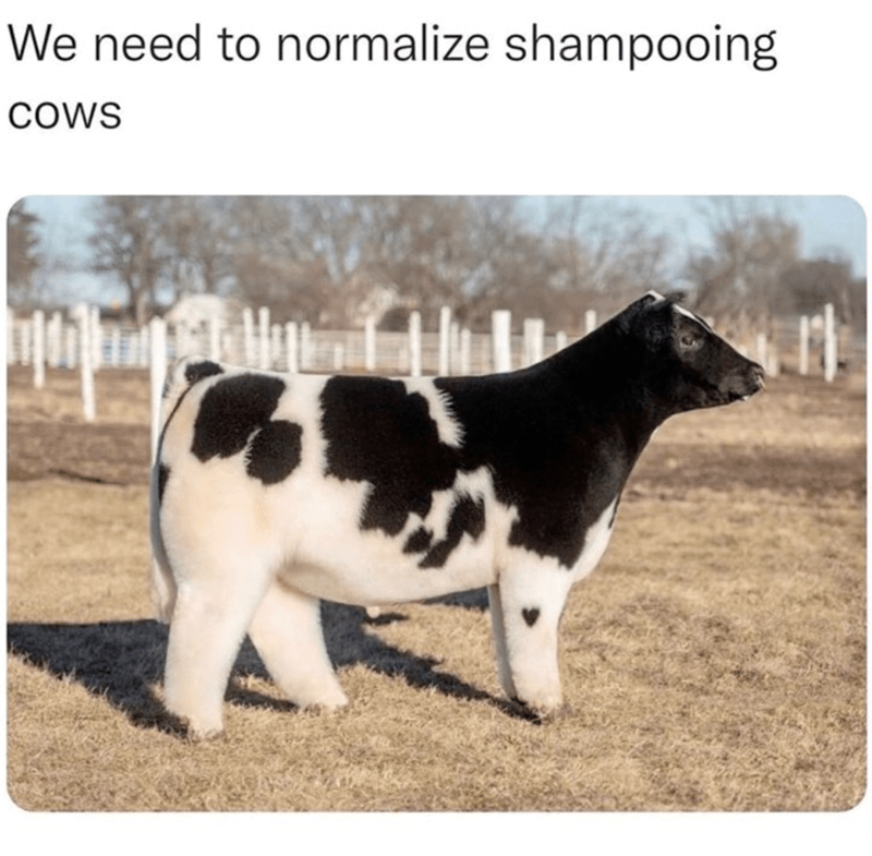 We need to normalize shampooing COWS udba