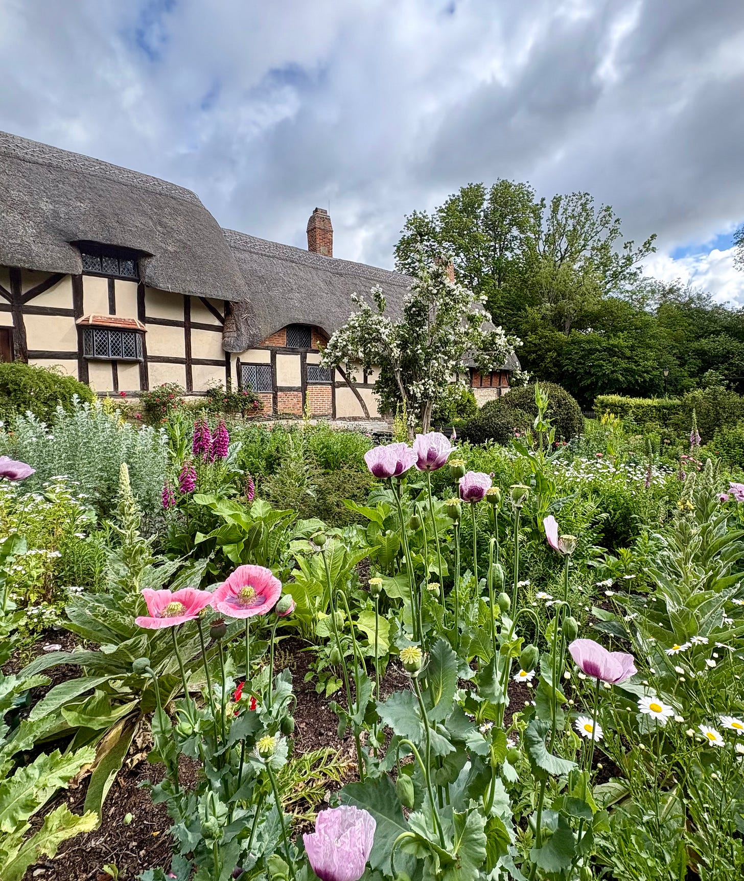 Ellen Willmott borders at Anne Hathaway’s Cottage, with pink poppies and foxgloves, and the thatched cottage to the rear. Ellen Willmott borders at Anne Hathaway’s Cottage, with pink poppies and foxgloves, and the thatched cottage to the rear.