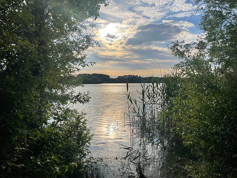 sunset over a lake; a tunnel of trees; a white horse in sunlight