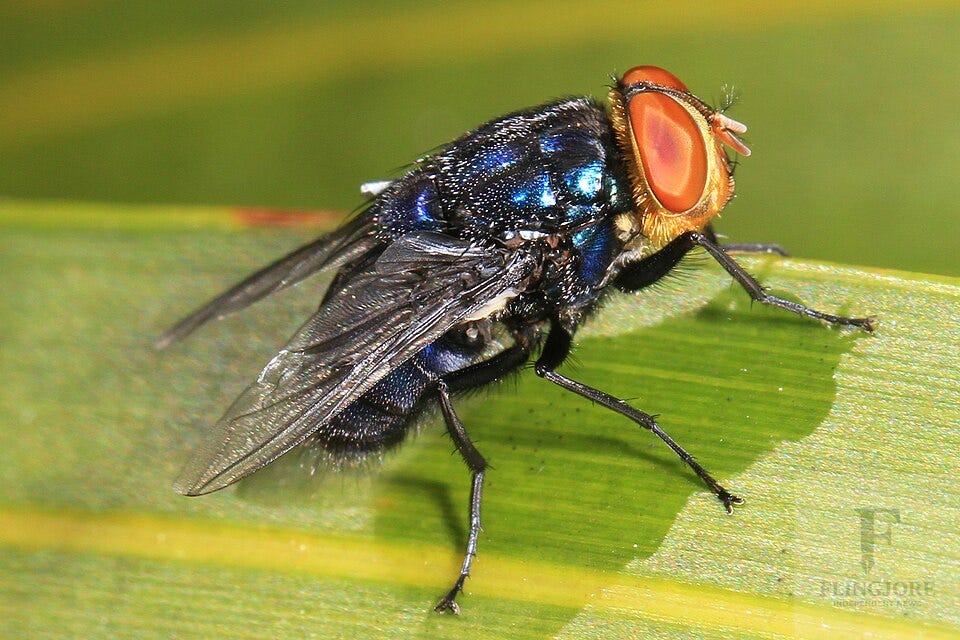 Close-up macro photograph of a New World screwworm fly with a metallic blue body and large orange eyes resting on a bright green leaf.