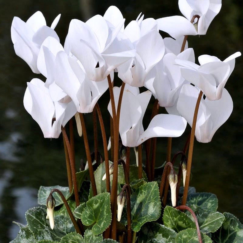 Petricor Garden - Como cuidar da sua planta.