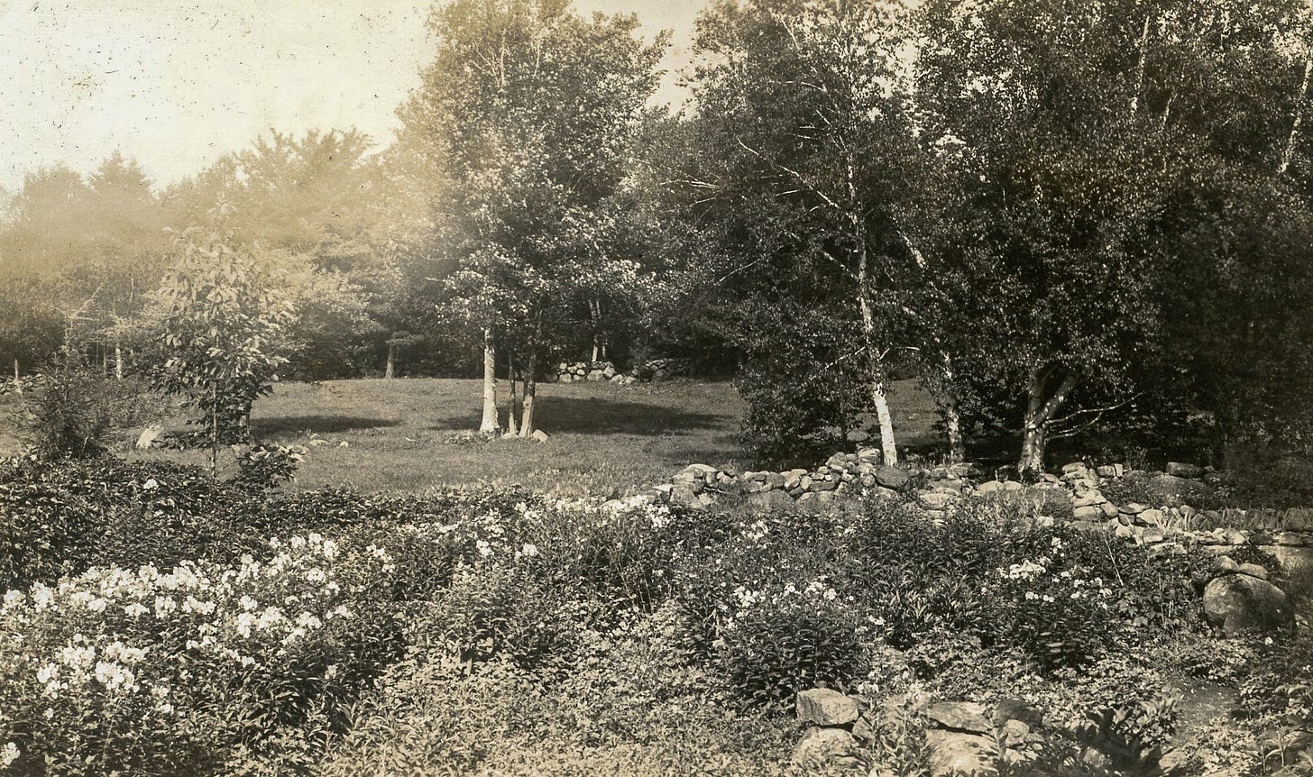 Birch grove
