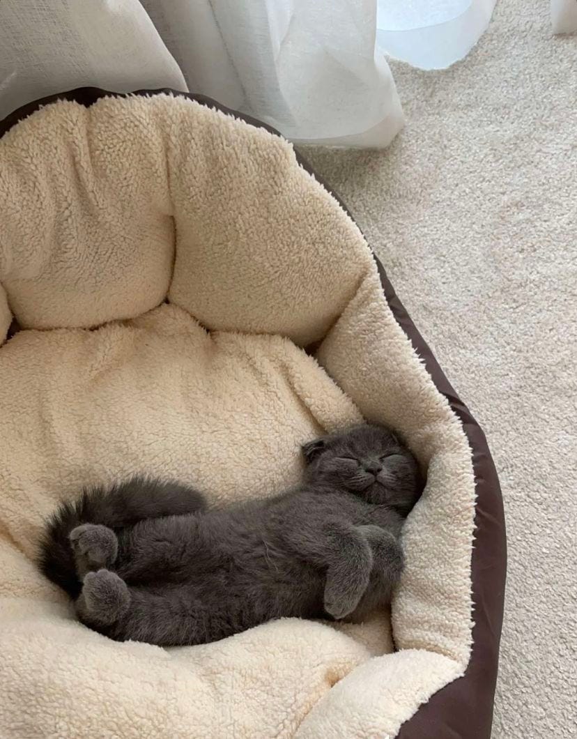 Comfortable cat