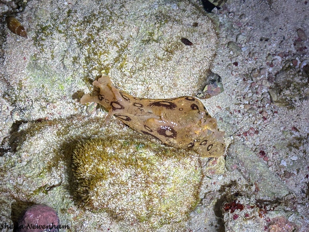 Spotted seahare Spotted seahare