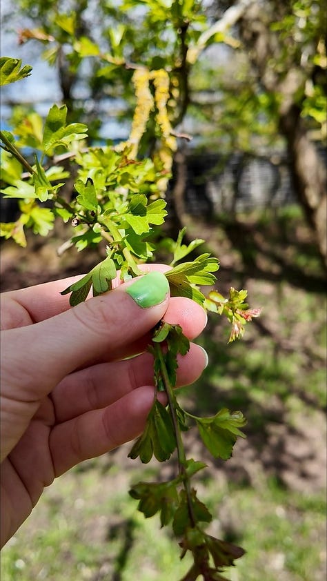 Left: Celandine, a yellow star shaped flower Centre: Hawthorn, a hand with green nail varnish holding a sprig of fresh hawthorn in the same shade Right: Peacock Butterfly. a red, black and brown butterfly, landed on a bramble branch