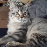 sandra_nuseibeh's profile picture