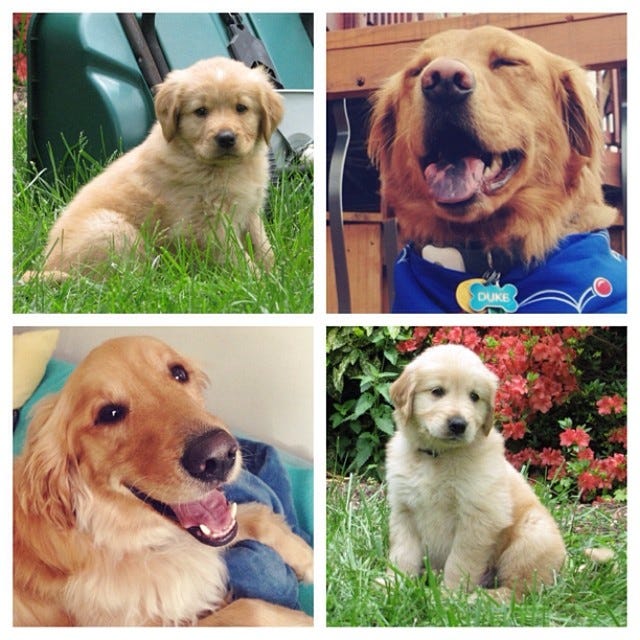 dog-collage