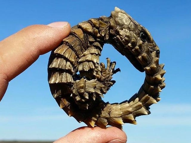 Picture of a very spiky lizard (from the Succulent Karoo). The lizard has curled itself into a circle with its tail in its mouth. It is held between the finger and thumb of an offscreen human.