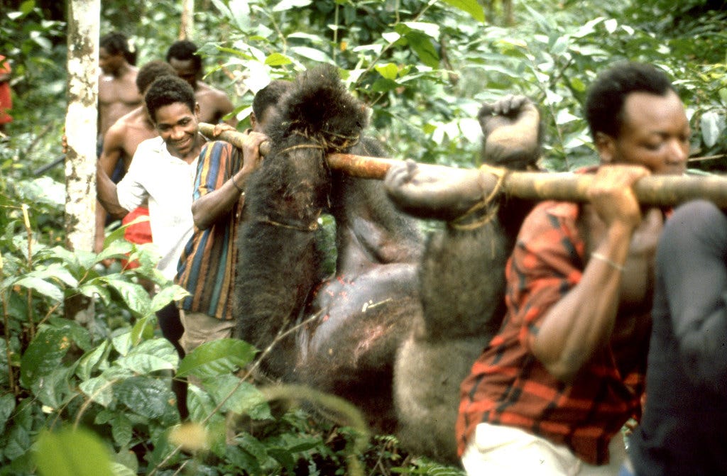 Gorilla for bushmeat | Bushmeat trade threatens endangered m… | Flickr Gorilla for bushmeat | Bushmeat trade threatens endangered m… | Flickr