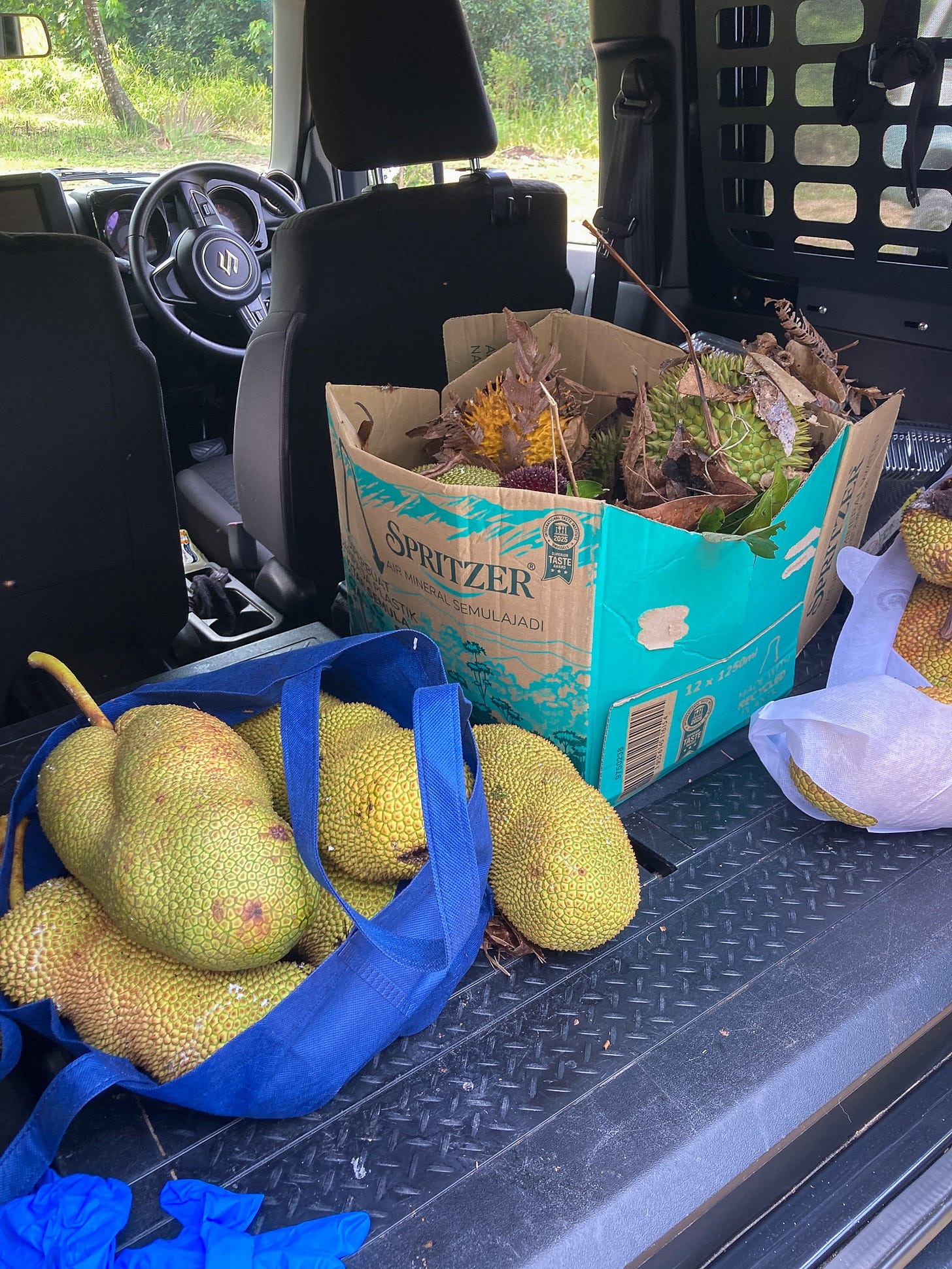 cempadek and durian cempadek and durian