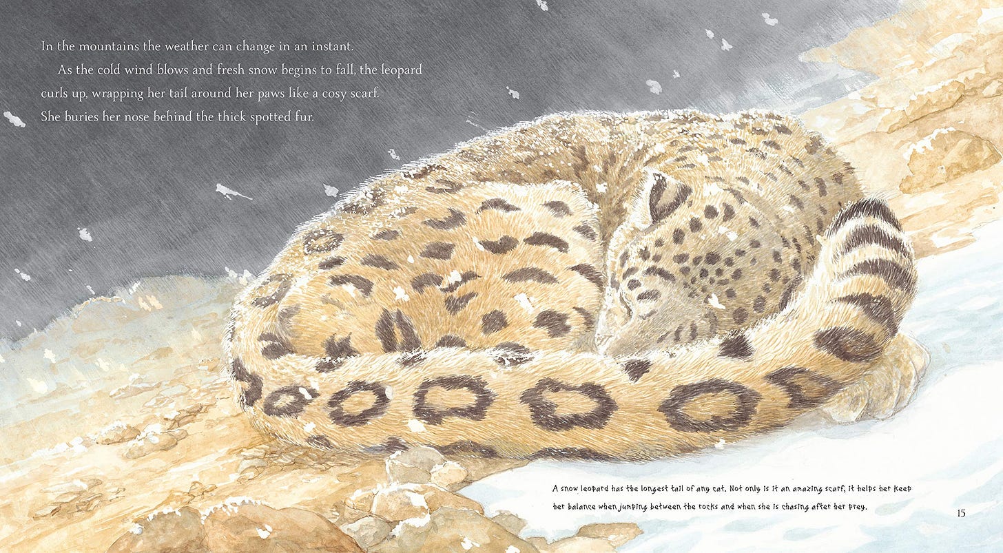 Snow Leopard - Justin Anderson