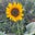 Hexamersunshine3's avatar