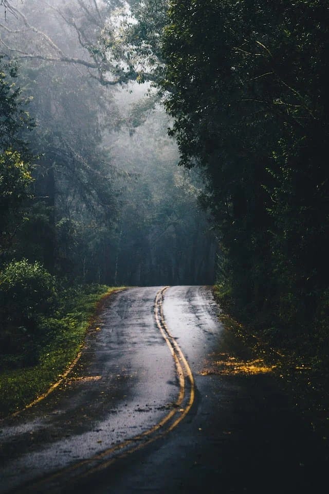 Dark road lined with a forest
