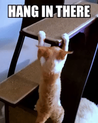 Hanging Cat GIFs - Find & Share on GIPHY