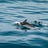 Dolphin Diaries