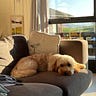 Learning To Pause