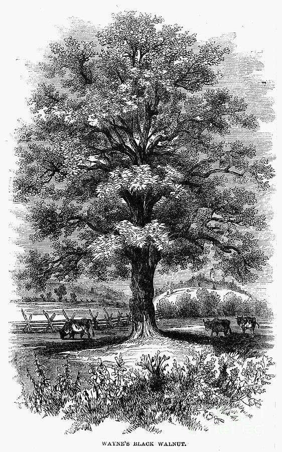 Botany: Black Walnut Tree by Granger