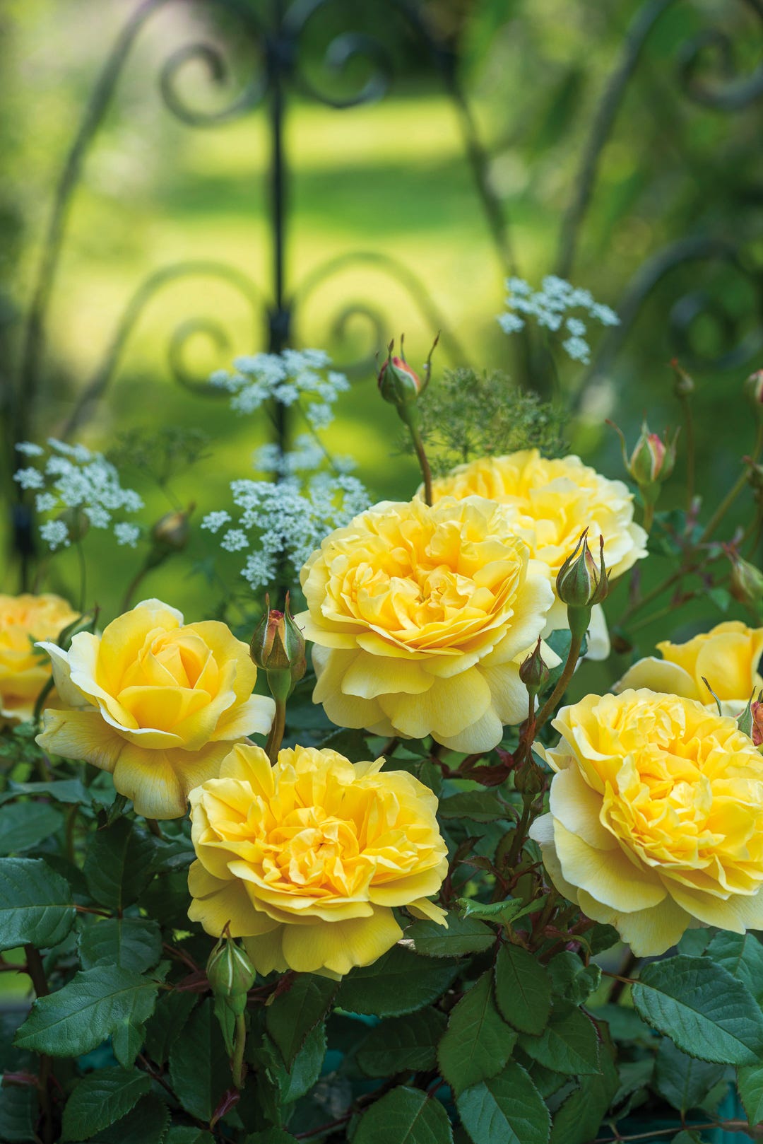 The 'English' rose - by Ailsa Francis