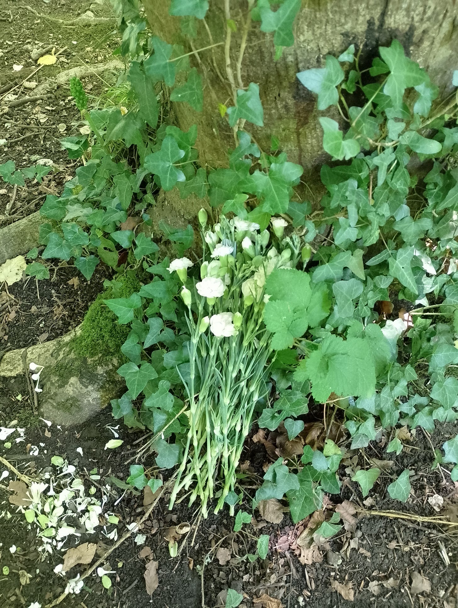 White carnations leaning against a beech tree surrounded by ivy. 