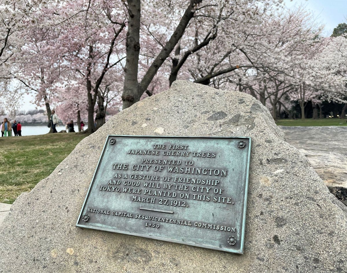 OTD in 1912, First Lady Helen Taft & the Viscountess Chinda, wife of the Japanese Ambassador, planted the first 2 cherry trees next to the Tidal Basin. Over the years, more trees OTD in 1912, First Lady Helen Taft & the Viscountess Chinda, wife of the Japanese Ambassador, planted the first 2 cherry trees next to the Tidal Basin. Over the years, more trees