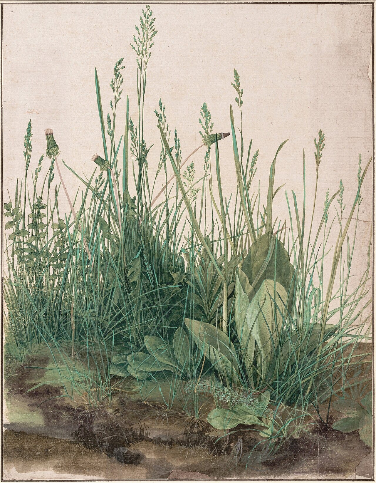 Durer Great Piece of Turf watercolor Durer Great Piece of Turf watercolor