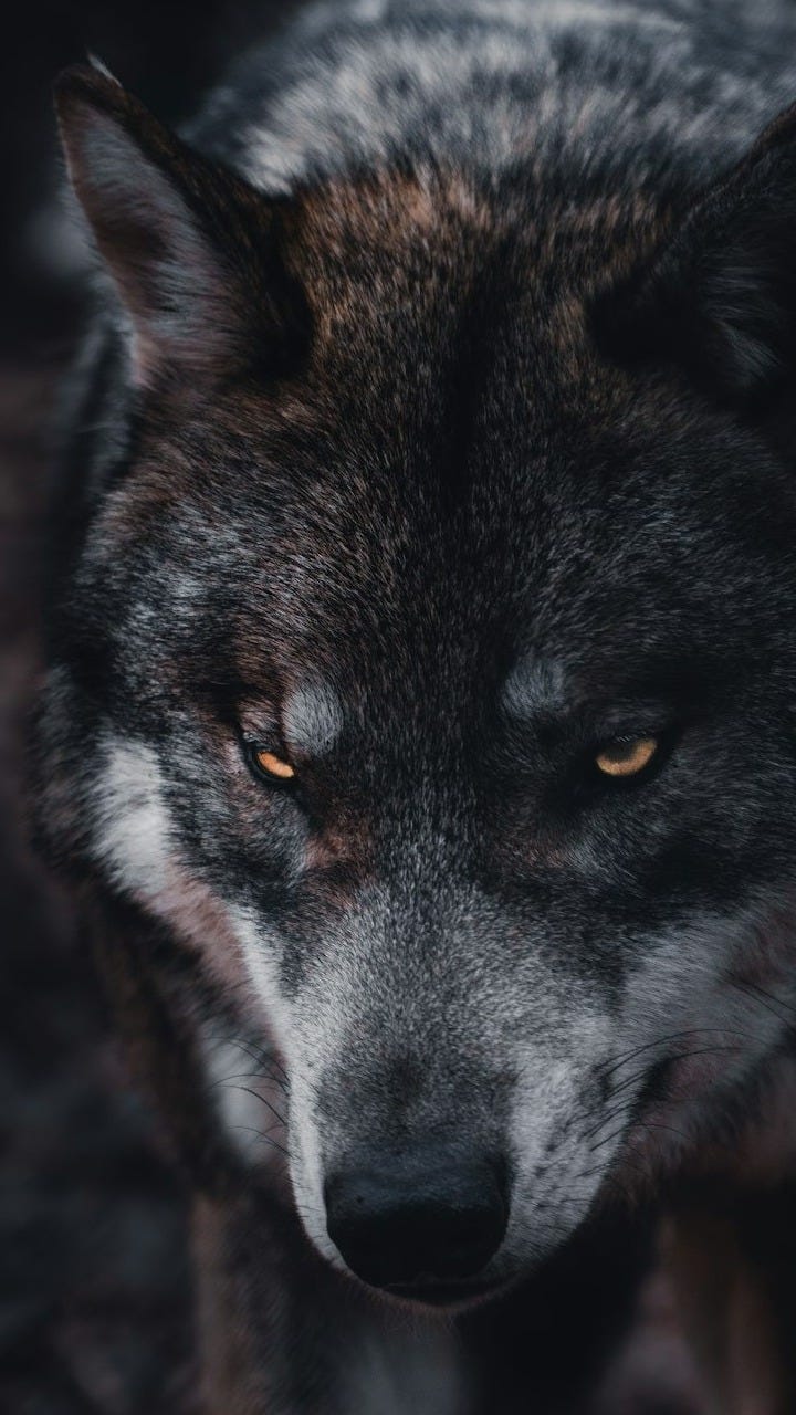 brown and black wolf in close up photography