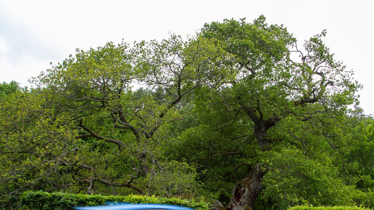 178. Capon Tree - by Paul Wood - The Street Tree