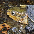 頭が大きすぎて、引っ込まらなかった。オオアタマガメという亀