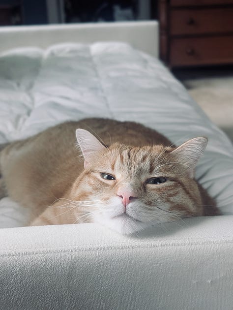 A person with black hair in a white shirt leans over a kitchen counter full of of ramps, a tomato plant in a cage perches next to a pink air fryer inside a kitchen, an orange cat rests his chin on a couch and looks annoyed