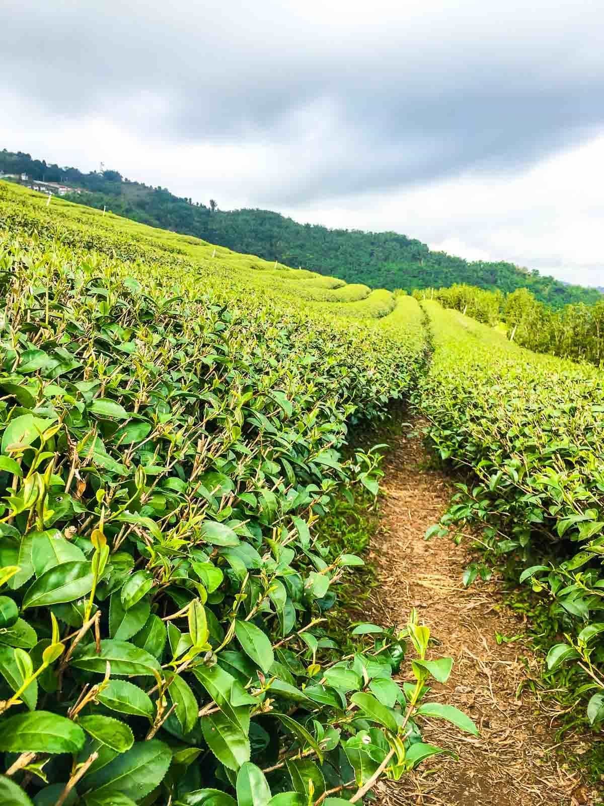 Oolong tea fields of Thailand