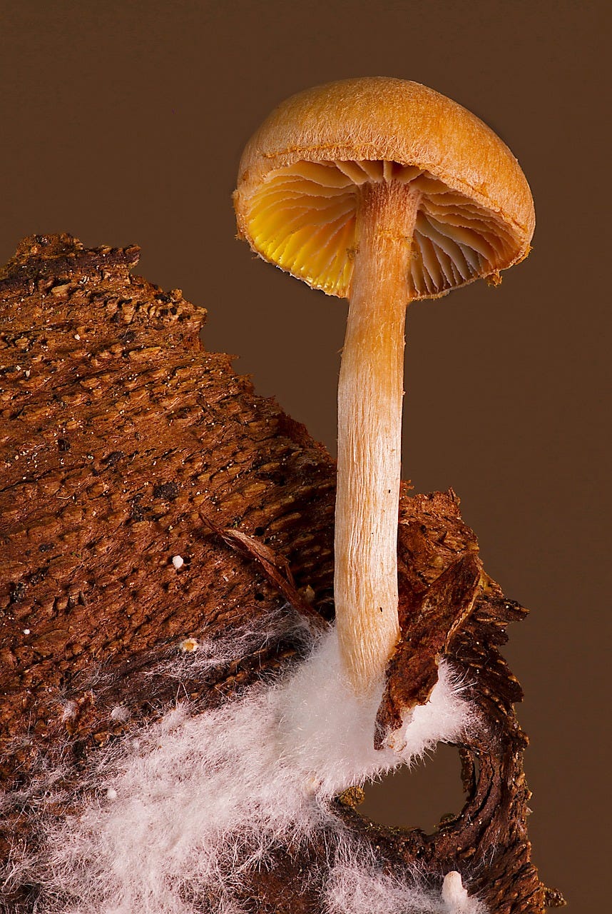 Mushroom with mycelium.
