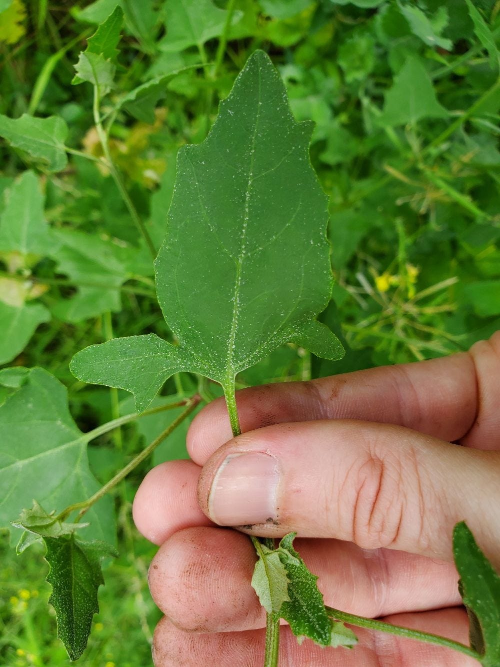 Atriplex prostrata [Look-alike - Leaf - Hastate orache] 20221217_155936 sml.jpg