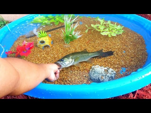 DIY HOMEMADE POOL FISH POND Aquarium! - YouTube
