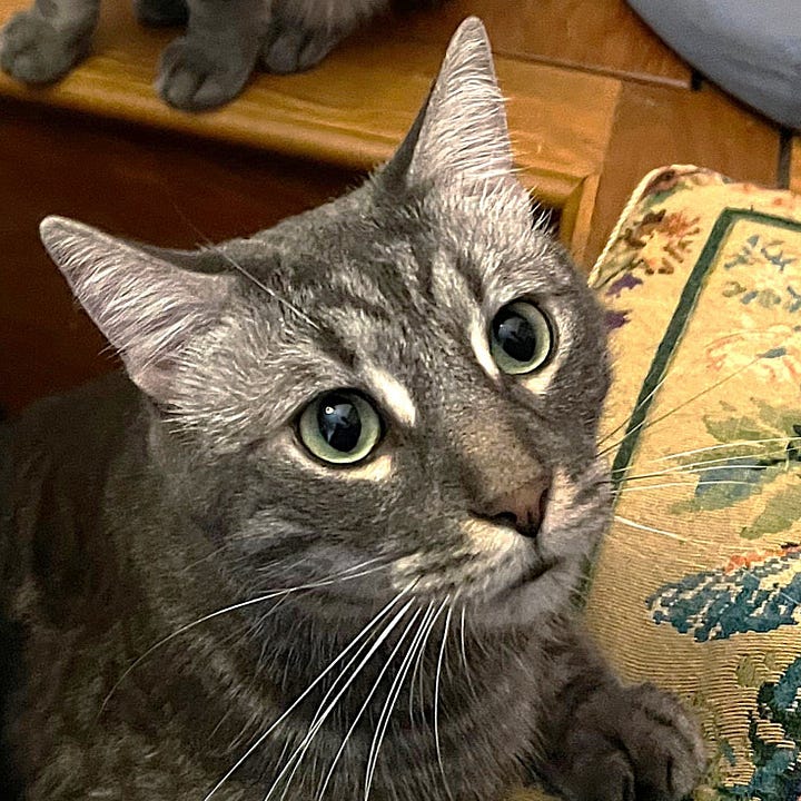 A gallery of four close cropped face photos of Charmin and Cottonelle from images from the post.