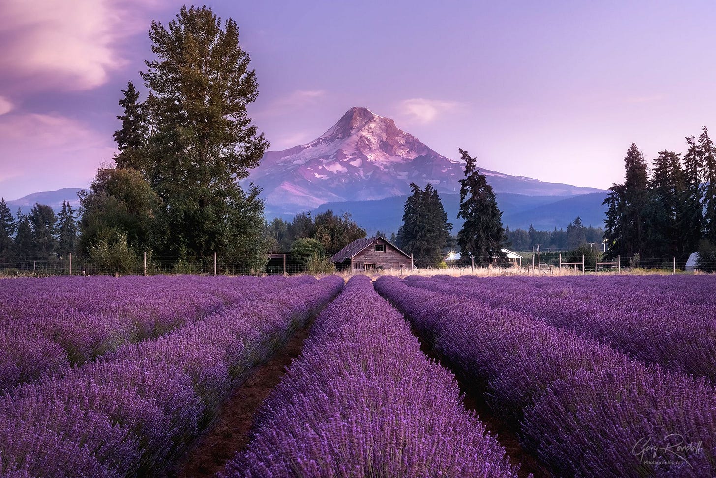 Purple Mountains Majesty - Mount Hood and Lavender Field Photo Print ...