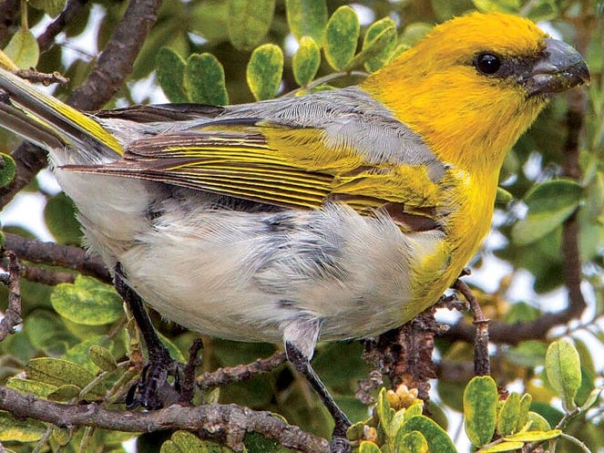 Hawaii Island's Most Endangered Bird: The Palila - Horizon Guest House