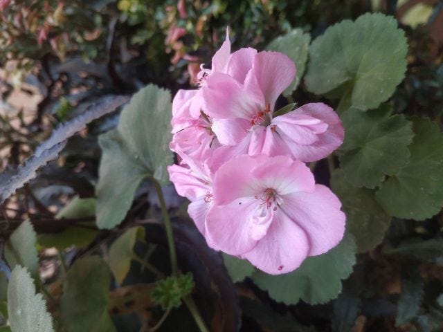 A bunch of baby pink flowers on a plant. A bunch of baby pink flowers on a plant.