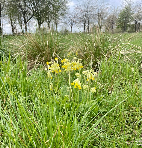 white blossom on tree; yellow flowers nestled in long grass with trees behind; close-up of yellow flowers and green leaves