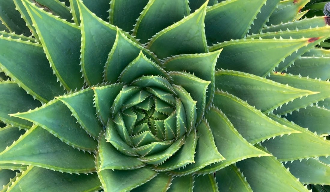 Fractals in Nature.