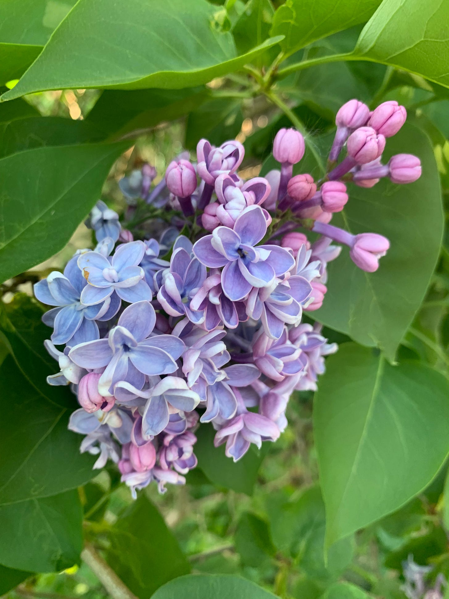 close up of typical light lavender lilac blossom nestled in green leaves