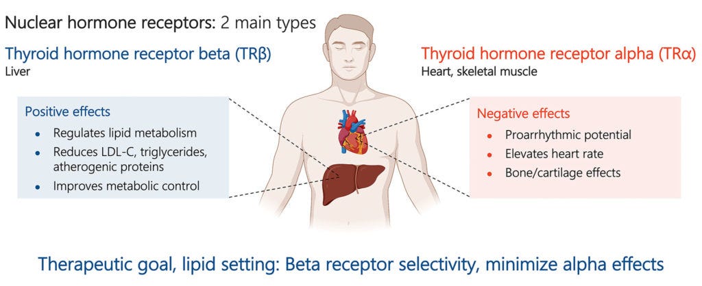 Thyroid-Hormone-Receptor-Overview-v2