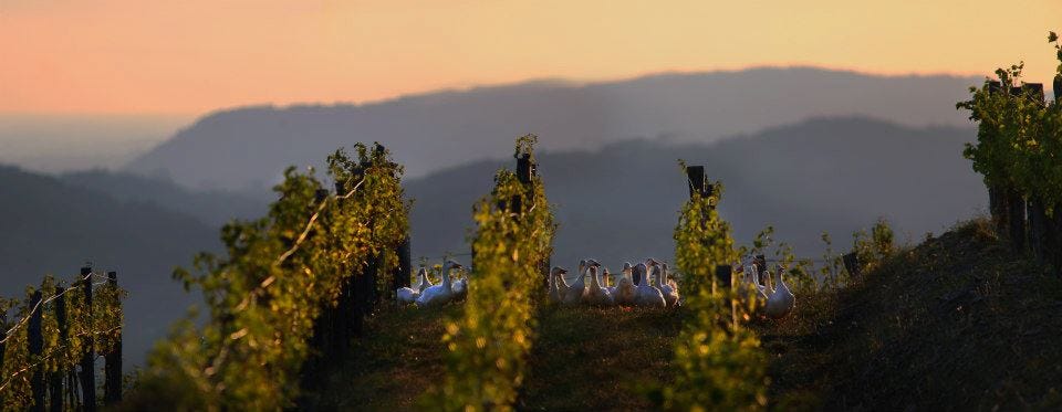 Ducks on snail-patrol (Photo courtesy Ivan Batic)