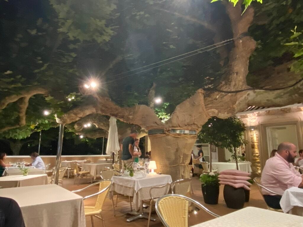 Damaged French Sycamore Tree Damaged French Sycamore Tree