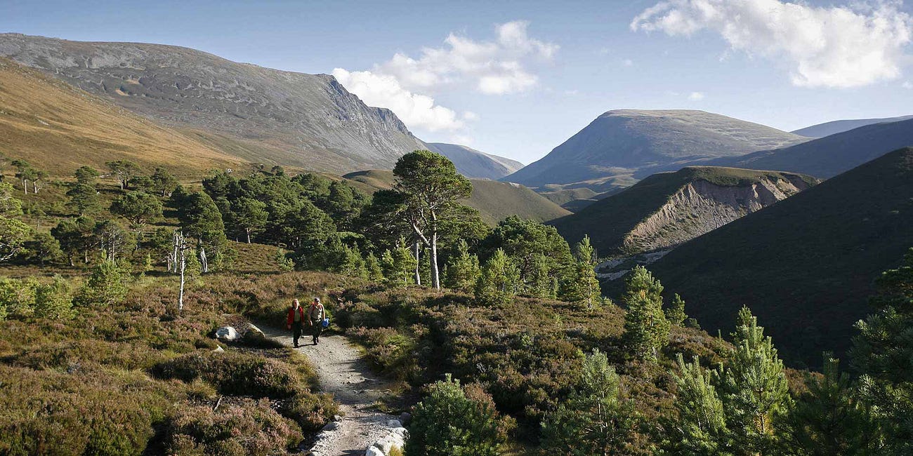 The bright, wild future of the Cairngorms, the UK's biggest national park