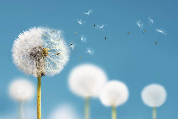 White dandelions with seeds flying away on a blue sky background. Dandelion with seeds blowing away in the wind on blue background . Close-up Dandelion stock pictures, royalty-free photos & images White dandelions with seeds flying away on a blue sky background. Dandelion with seeds blowing away in the wind on blue background . Close-up Dandelion stock pictures, royalty-free photos & images