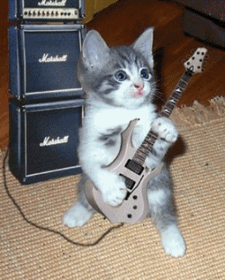 kitten guitar GIF - Find & Share on GIPHY