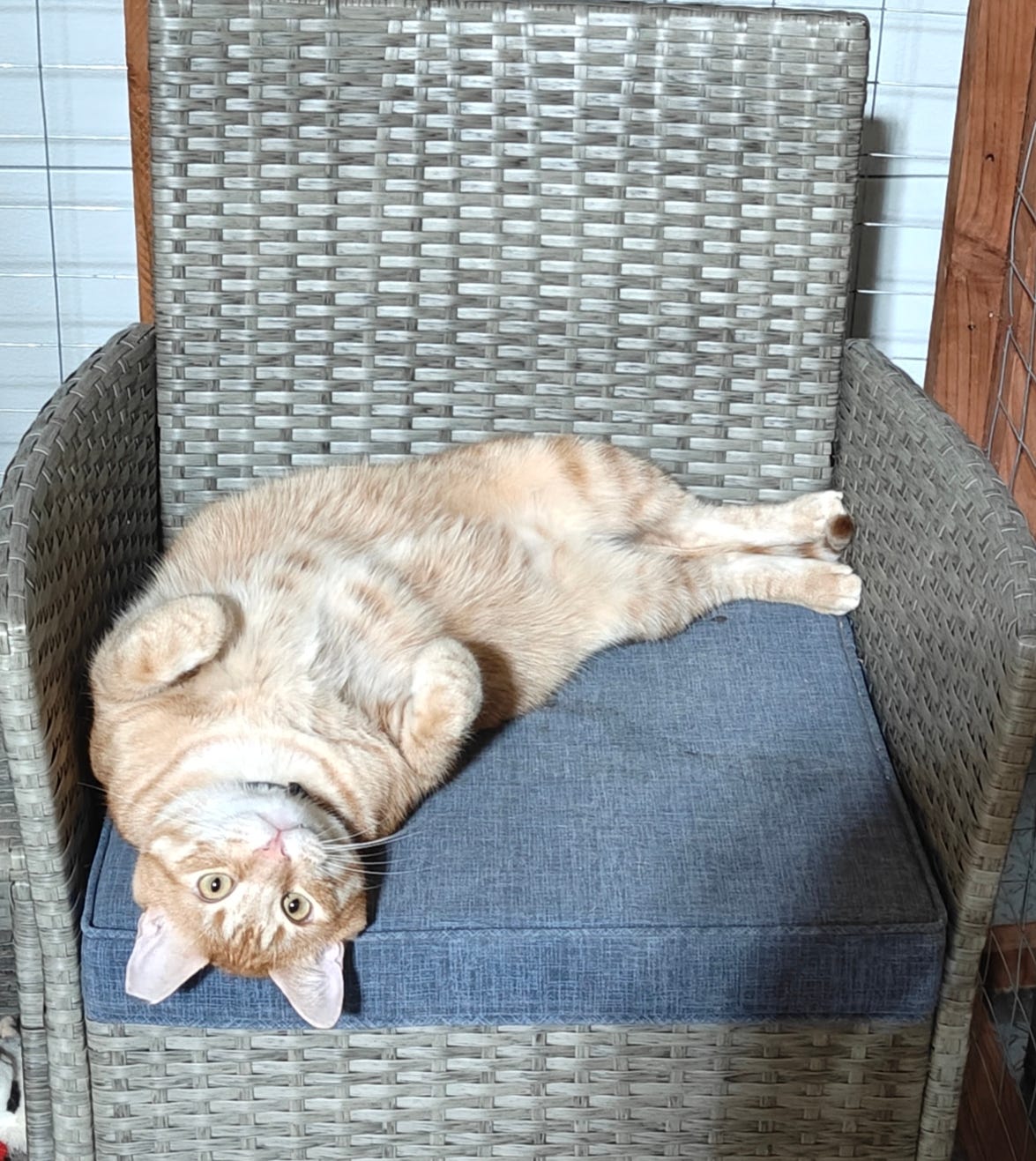 Caramel Latte a large orange tabby cat